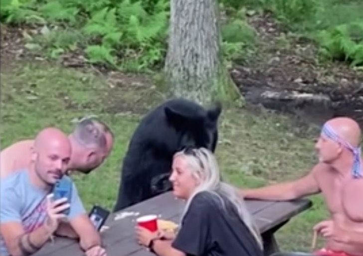 a - A família fez um piquenique com um urso selvagem. Falaram com ele, fizeram selfies e deram-lhe um sanduíche