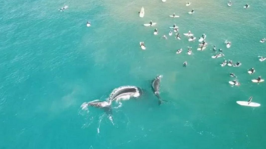 Baleia e filhote são vistos nadando com surfistas na Austrália em cenas incríveis. Vídeo