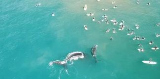 Baleia e filhote são vistos nadando com surfistas na Austrália em cenas incríveis. Vídeo