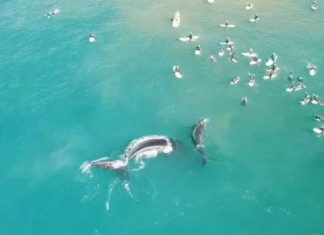 Baleia e filhote são vistos nadando com surfistas na Austrália em cenas incríveis. Vídeo