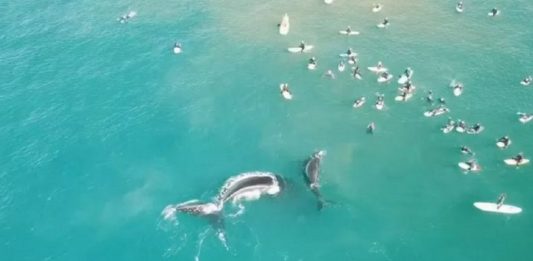 Baleia e filhote são vistos nadando com surfistas na Austrália em cenas incríveis. Vídeo