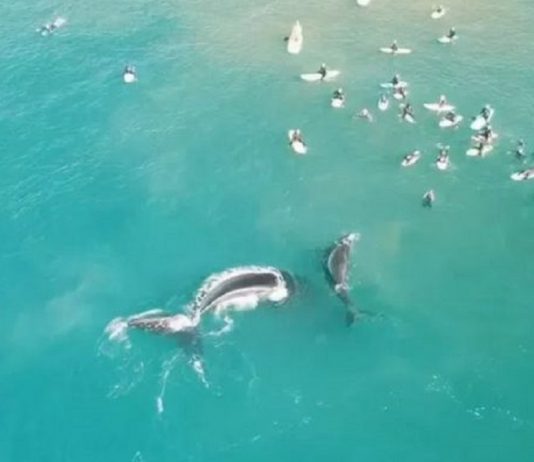 Baleia e filhote são vistos nadando com surfistas na Austrália em cenas incríveis. Vídeo