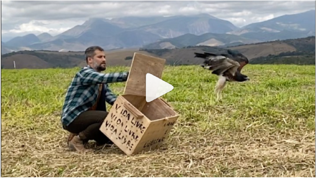 Bruno Gagliasso e o Instituto Vida Livre reabilitam animais silvestres e devolvem a natureza