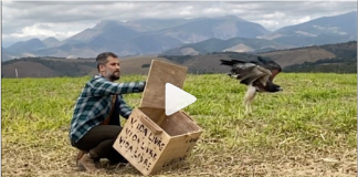 Bruno Gagliasso e o Instituto Vida Livre reabilitam animais silvestres e devolvem a natureza