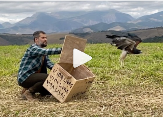 Bruno Gagliasso e o Instituto Vida Livre reabilitam animais silvestres e devolvem a natureza