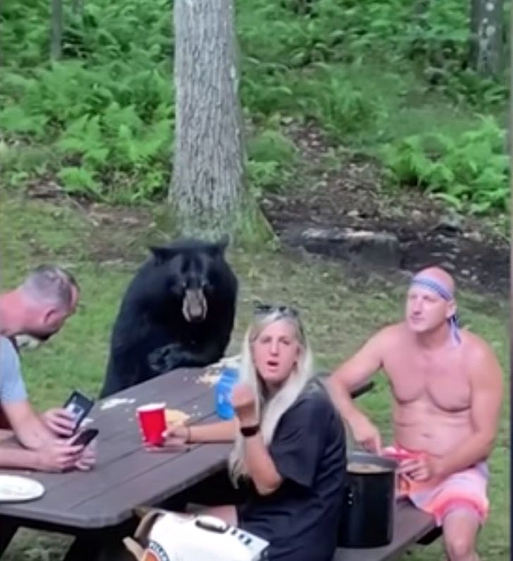 sensivel-mente.com - A família fez um piquenique com um urso selvagem. Falaram com ele, fizeram selfies e deram-lhe um sanduíche