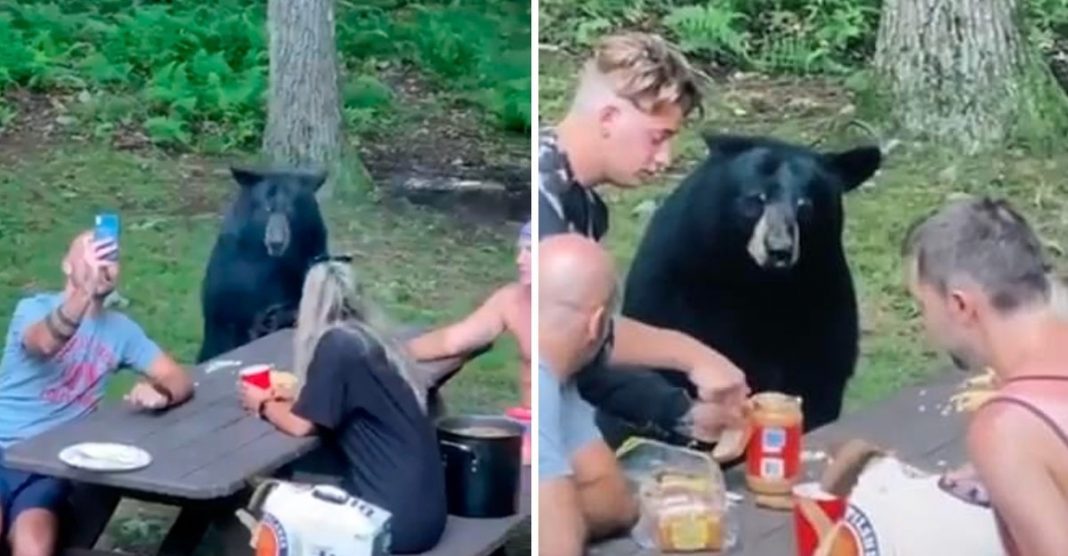 A família fez um piquenique com um urso selvagem. Falaram com ele, fizeram selfies e deram-lhe um sanduíche