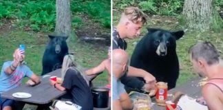 A família fez um piquenique com um urso selvagem. Falaram com ele, fizeram selfies e deram-lhe um sanduíche