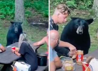 A família fez um piquenique com um urso selvagem. Falaram com ele, fizeram selfies e deram-lhe um sanduíche