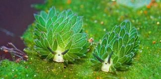 Conheça a simpática “Ovelha de folha”: o único animal que pode fotossintetizar