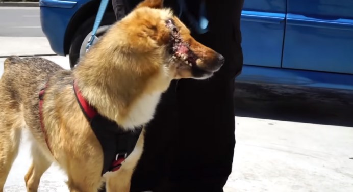 Cachorrinho que perdeu parte do rosto, ganhou uma nova chance de ser Feliz 1 1 6 - Cachorrinho que perdeu parte do rosto, ganhou uma nova chance de ser Feliz