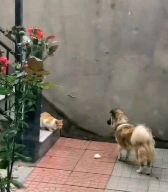 Em vídeo emocionante, cachorrinho entrega pão para gatinho abandonado que estava faminto 1 1 9 - Em vídeo emocionante, cachorrinho entrega pão para gatinho abandonado que estava faminto