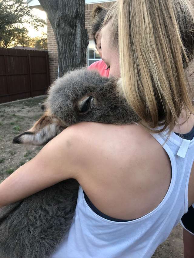 sensivel-mente.com - Uma estudante americana praticamente se tornou uma “mamãe” adotiva de um burrinho abandonado