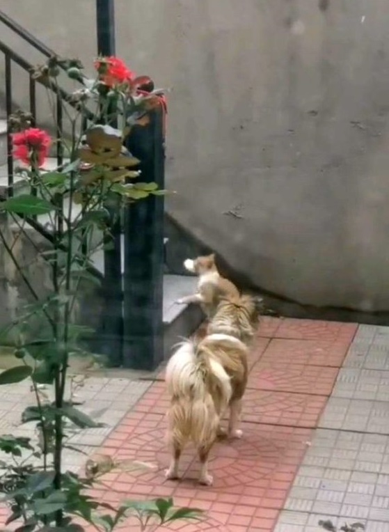 Em vídeo emocionante, cachorrinho entrega pão para gatinho abandonado que estava faminto 2 10 - Em vídeo emocionante, cachorrinho entrega pão para gatinho abandonado que estava faminto