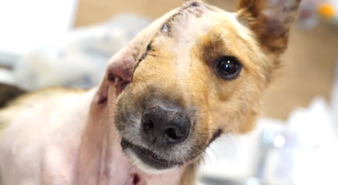 Cachorrinho que perdeu parte do rosto, ganhou uma nova chance de ser Feliz 4 7 - Cachorrinho que perdeu parte do rosto, ganhou uma nova chance de ser Feliz