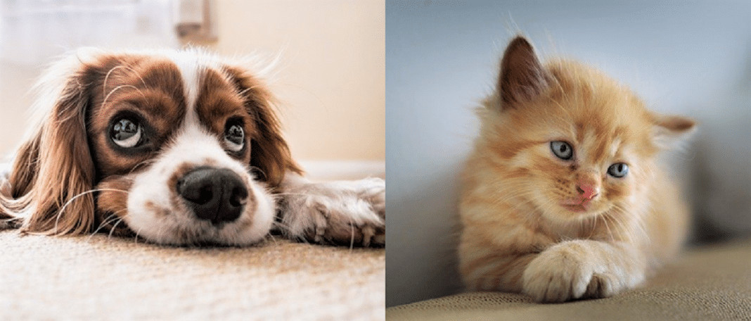 O Senado brasileiro aprovou projeto de lei que aumenta pena para maus-tratos de cães e gatos