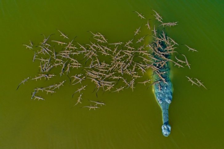 sensivel-mente.com - O pai crocodilo e seus mais de 100 bebês estão concorrendo para a foto do ano.