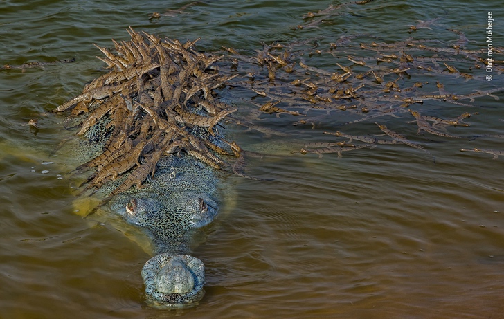 sensivel-mente.com - O pai crocodilo e seus mais de 100 bebês estão concorrendo para a foto do ano.