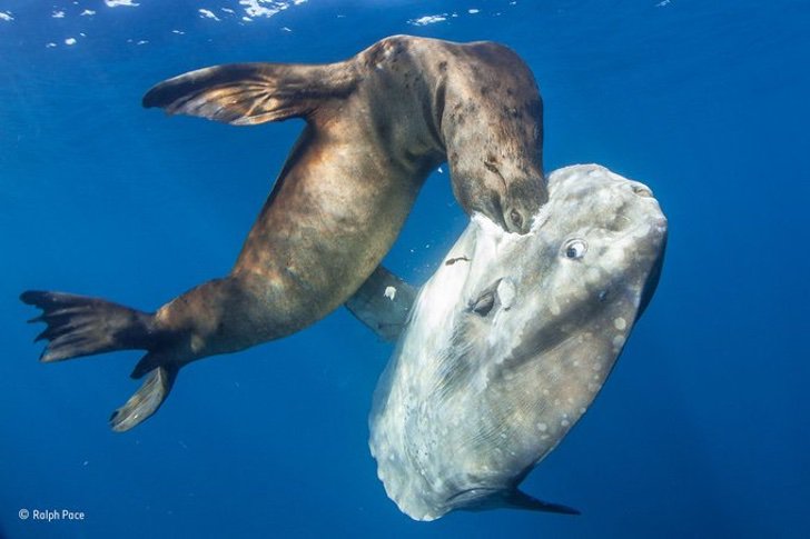 sensivel-mente.com - O pai crocodilo e seus mais de 100 bebês estão concorrendo para a foto do ano.