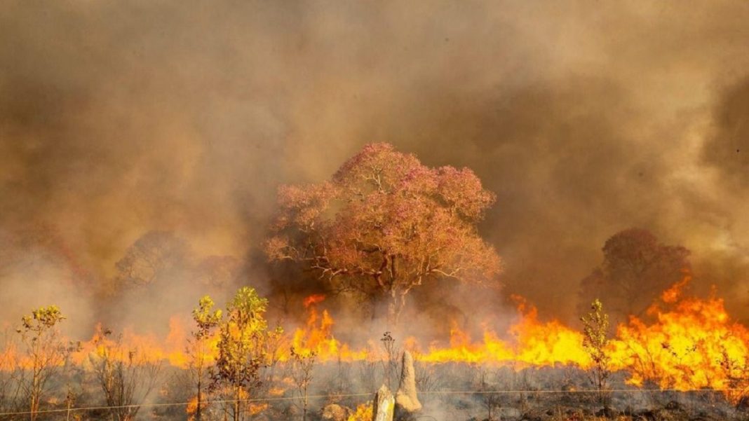 O pantanal arde em chamas e a área queimada supera 2 milhões de hectares, tamanho corresponde a 10 vezes as cidades do RJ e SP juntas.