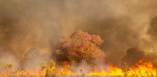 O pantanal arde em chamas e a área queimada supera 2 milhões de hectares, tamanho corresponde a 10 vezes as cidades do RJ e SP juntas.
