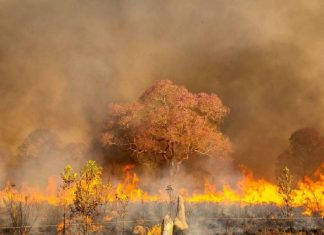 O pantanal arde em chamas e a área queimada supera 2 milhões de hectares, tamanho corresponde a 10 vezes as cidades do RJ e SP juntas.
