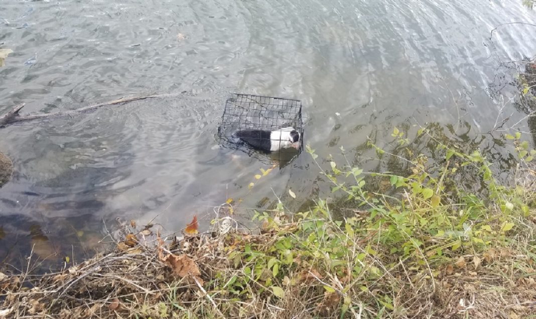 Pescador resgatou cadelinha presa em uma gaiola no lago