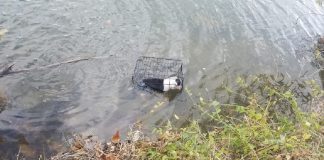 Pescador resgatou cadelinha presa em uma gaiola no lago