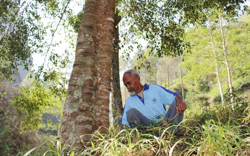 Um avô de 68 anos plantou cerca de 11.000 árvores para trazer água de volta para a floresta Pak Sadiman dan pohon beringin yang ia tanam di hutan Gunung Gendol - Um avô de 68 anos plantou cerca de 11.000 árvores para trazer água de volta para a floresta
