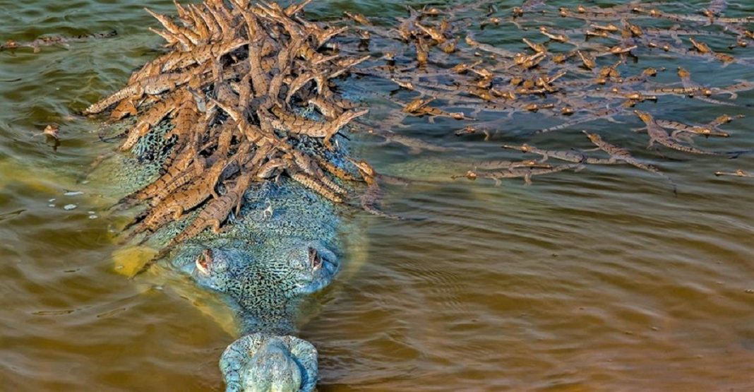 O pai crocodilo e seus mais de 100 bebês estão concorrendo para a foto do ano.