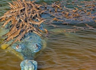 O pai crocodilo e seus mais de 100 bebês estão concorrendo para a foto do ano.