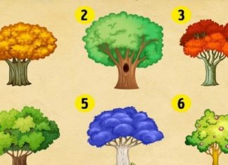 Escolha uma árvore e descubra as mudanças que você deve esperar