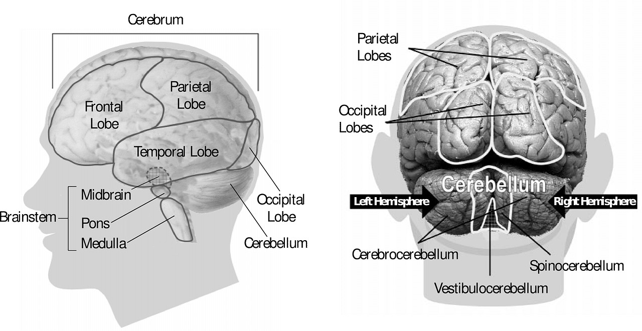 sensivel-mente.com - Uma varredura cerebral revelou que um estudante universit&aacute;rio n&atilde;o tinha c&eacute;rebro.