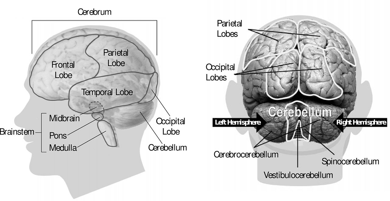 sensivel-mente.com - Uma varredura cerebral revelou que um estudante universitário não tinha cérebro.