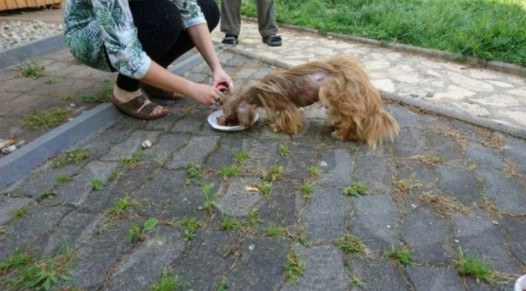 sensivel-mente.com - Cãozinho de rua foi resgatado, cuidado e amado. Ficou tão lindo nem parece o mesmo!