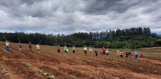 Vizinhos e amigos se juntam para cuidar da lavoura de produtor internado com a Covid-19