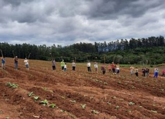 Vizinhos e amigos se juntam para cuidar da lavoura de produtor internado com a Covid-19