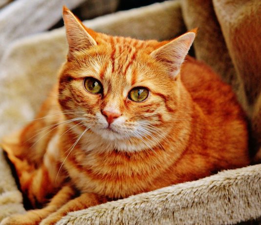 Brasil aprova pena de até 5 anos para quem maltratar cães ou gatos