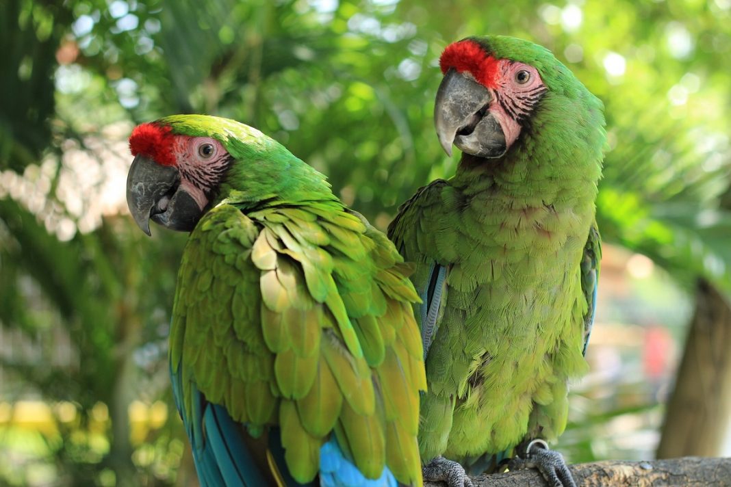 Papagaios foram afastados do Zoo por falarem muitos palavrões