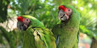Papagaios foram afastados do Zoo por falarem muitos palavrões