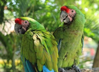 Papagaios foram afastados do Zoo por falarem muitos palavrões