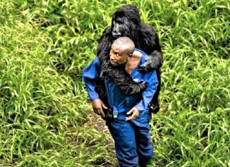 Gorila órfão carente agarra-se firmemente a seu zelador que se tornou sua família
