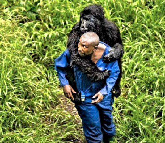 Gorila órfão carente agarra-se firmemente a seu zelador que se tornou sua família
