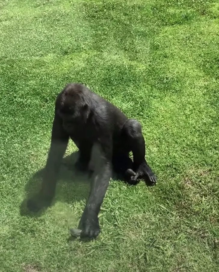 1 gorila pajaro ayuda0004 - Gorila ajudou um passarinho que caiu em seu espaço. Vendo que estava ferido, ele mostrou compaixão