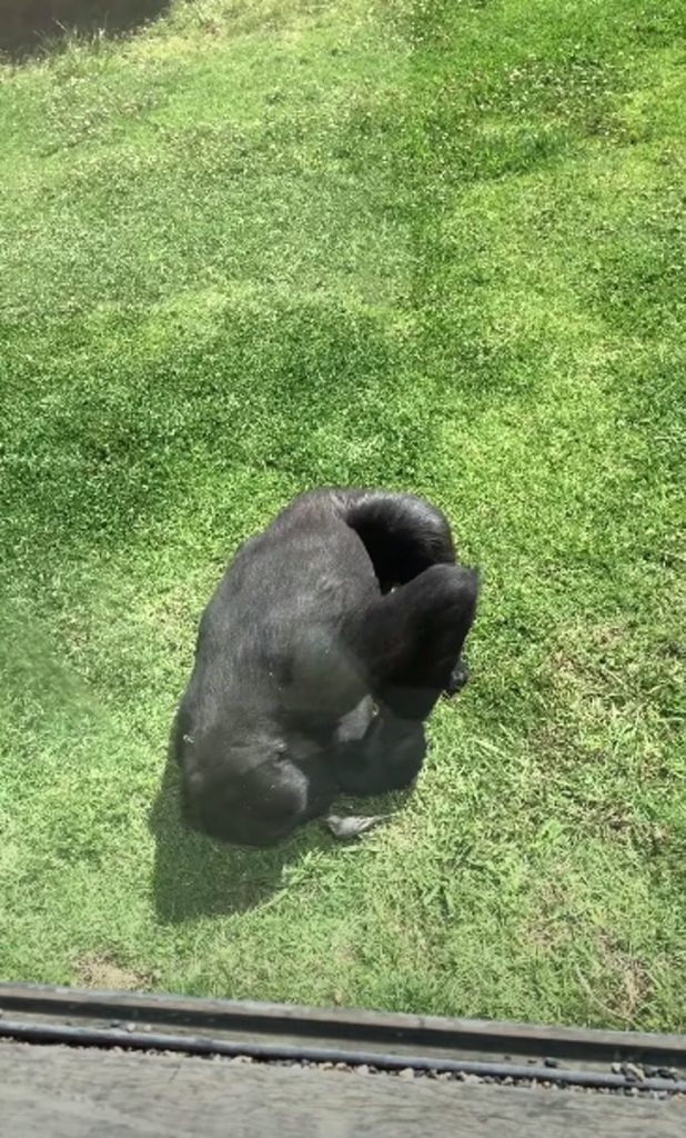 2 gorila pajaro ayuda0003 618x1024 1 - Gorila ajudou um passarinho que caiu em seu espaço. Vendo que estava ferido, ele mostrou compaixão