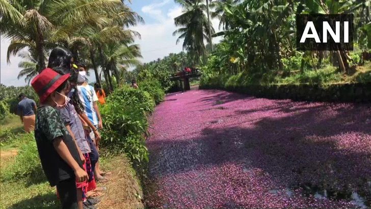 sensivel-mente.com - Na Índia, esse rio foi tingido de rosa pelo repentino crescimento de flores. Uma paisagem excepcional