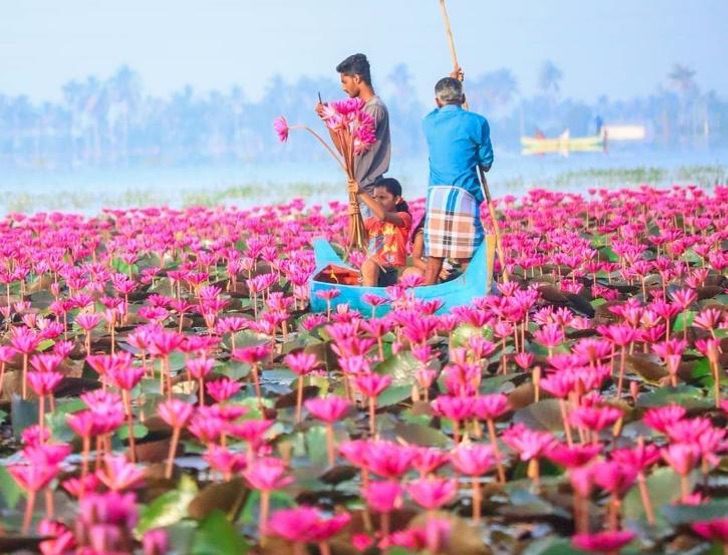 sensivel-mente.com - Na Índia, esse rio foi tingido de rosa pelo repentino crescimento de flores. Uma paisagem excepcional