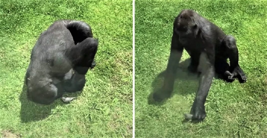 Gorila ajudou um passarinho que caiu em seu espaço. Vendo que estava ferido, ele mostrou compaixão
