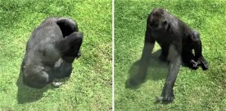 Gorila ajudou um passarinho que caiu em seu espaço. Vendo que estava ferido, ele mostrou compaixão