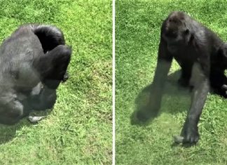 Gorila ajudou um passarinho que caiu em seu espaço. Vendo que estava ferido, ele mostrou compaixão